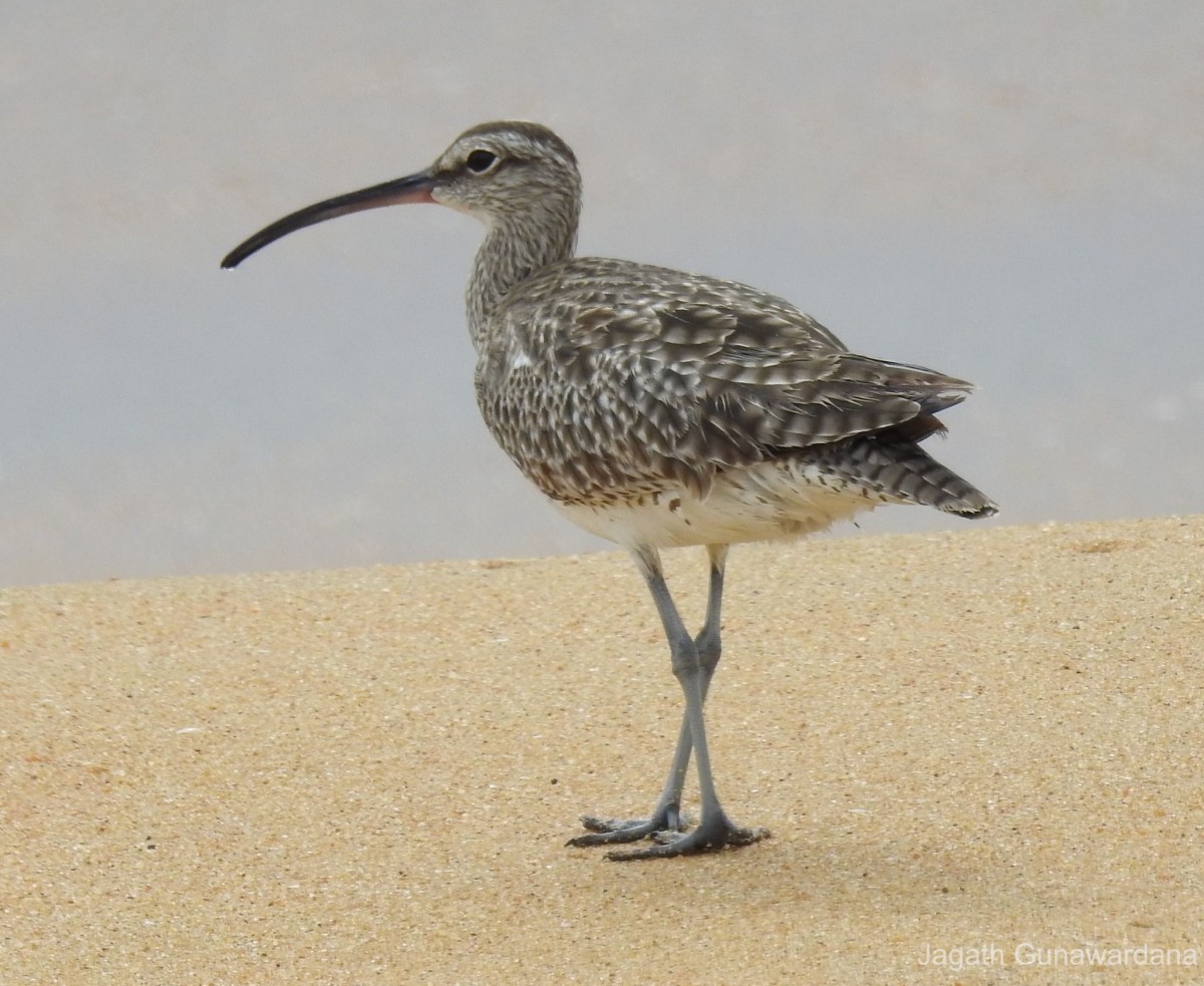 Numenius phaeopus Linnaeus, 1758